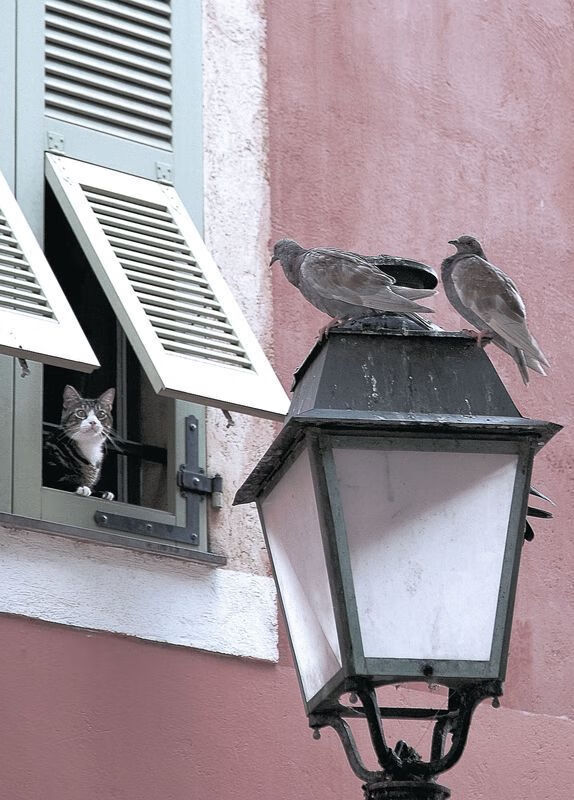 唯一的胜利，当三狮驯服格子军，李刚仁于秩序中绽放惊世才华