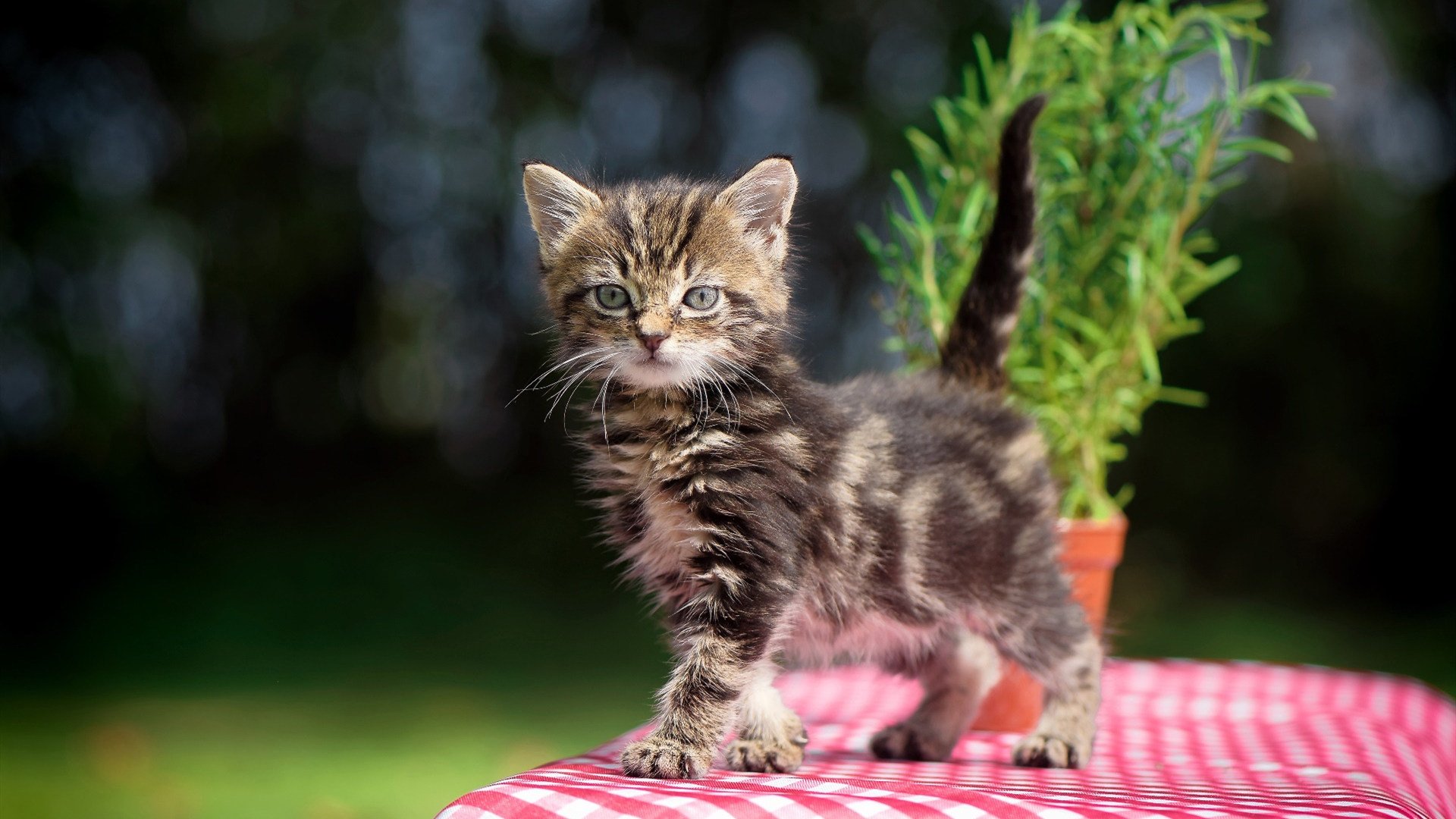开云体育在线-雨林硬汉的逆袭，恩佐一脚踢碎德意志战车