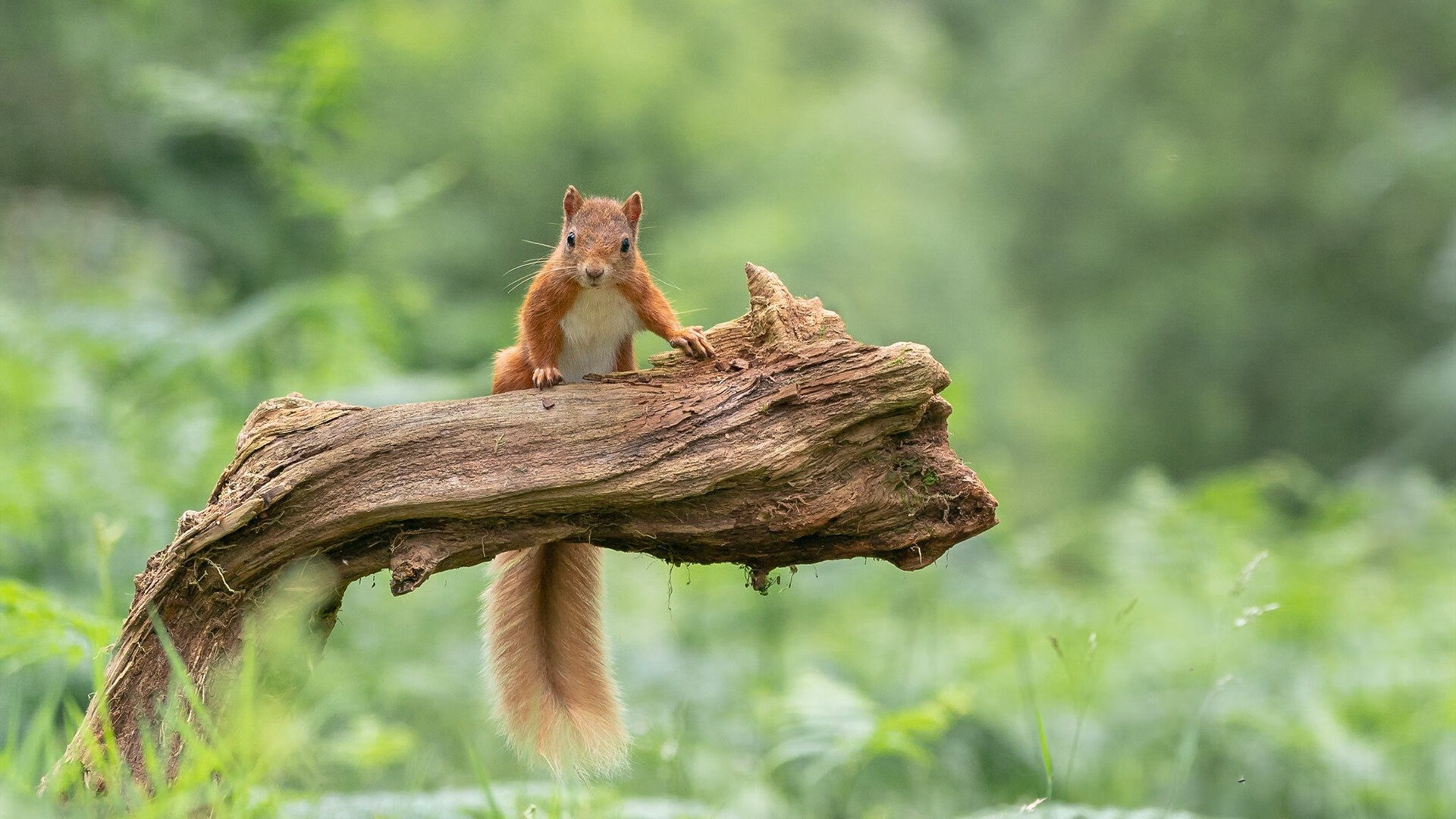 恩佐单骑闯关撕裂防线，卡塔尔悬崖边演绎沙漠奇迹