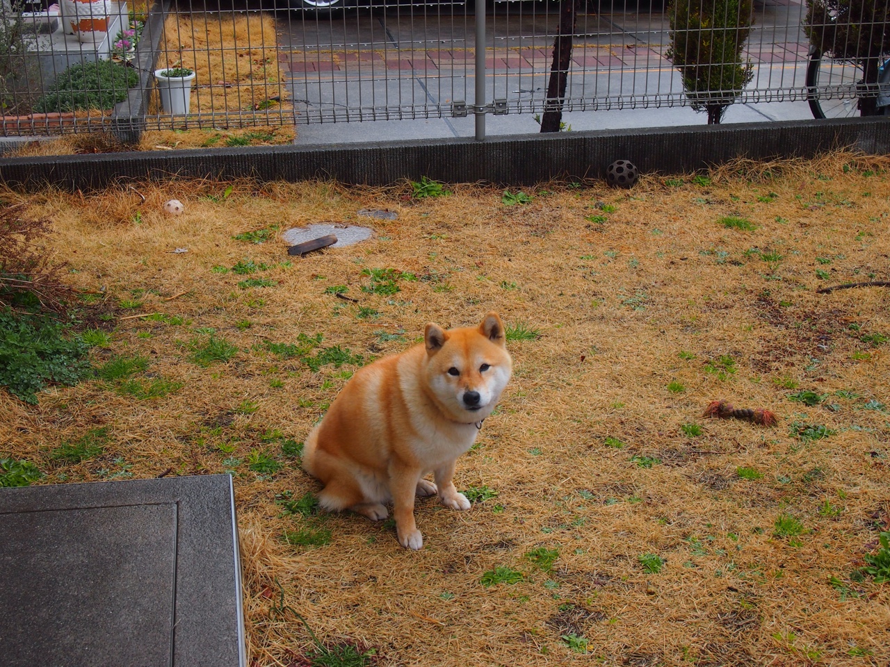 双城记,当摩纳哥遇见波兰,哈兰德化身雷神降世