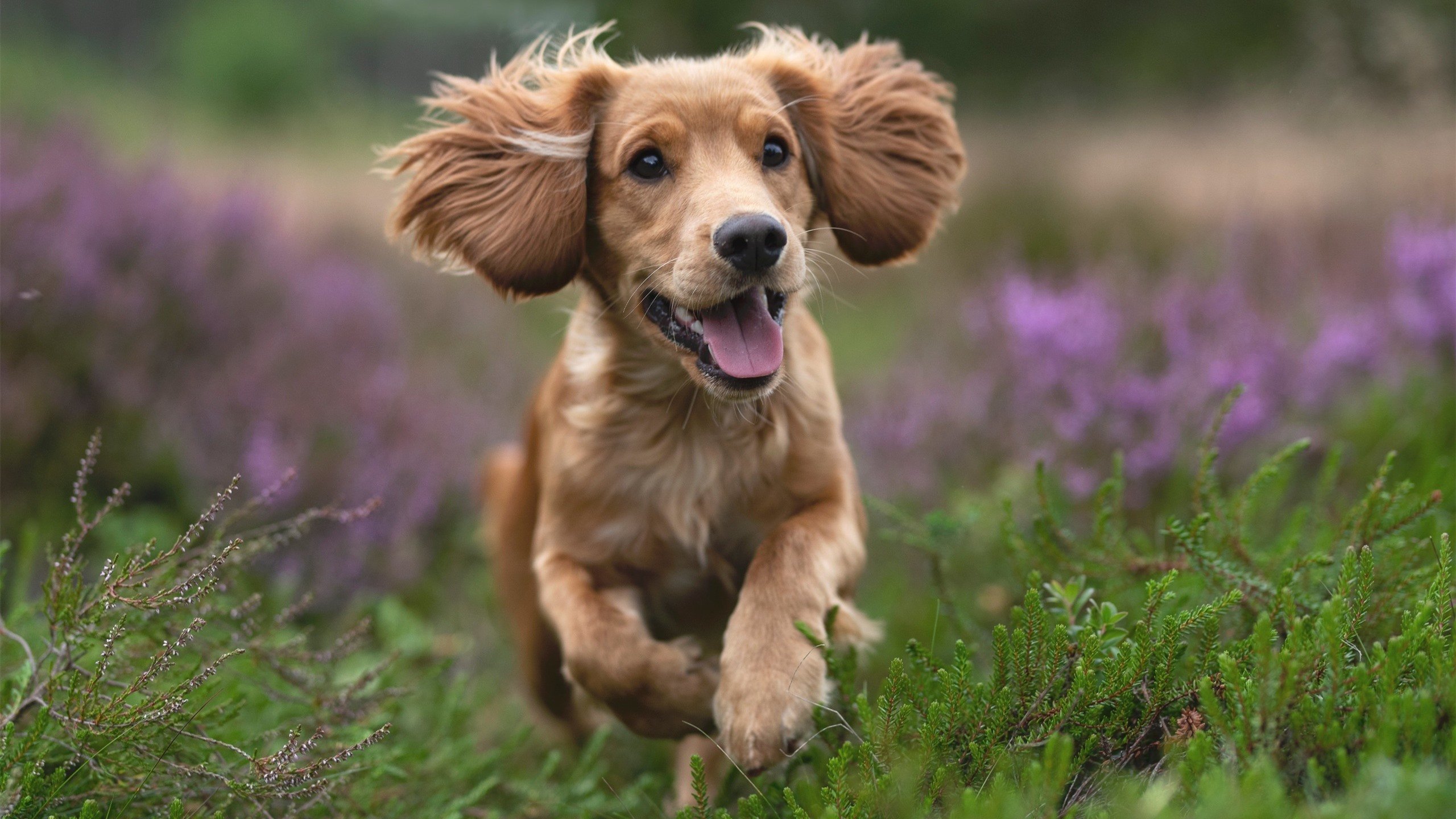 北欧利刃刺破地中海幻梦，瑞典战术革命如何让黑马摩纳哥神话提前终结