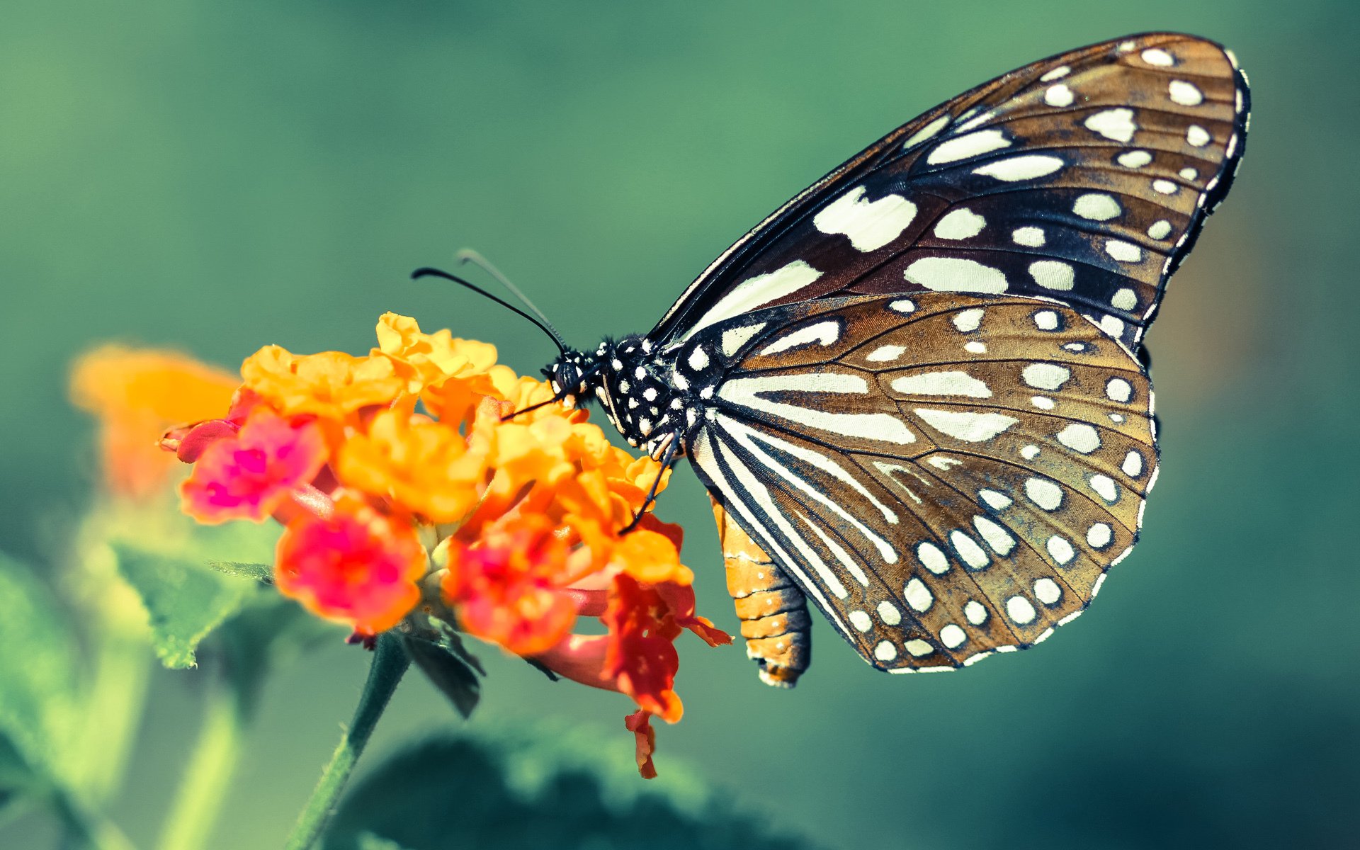 隔空交响,当北京队争冠战遇见东契奇的欧冠半决赛—篮球宇宙的奇妙共鸣