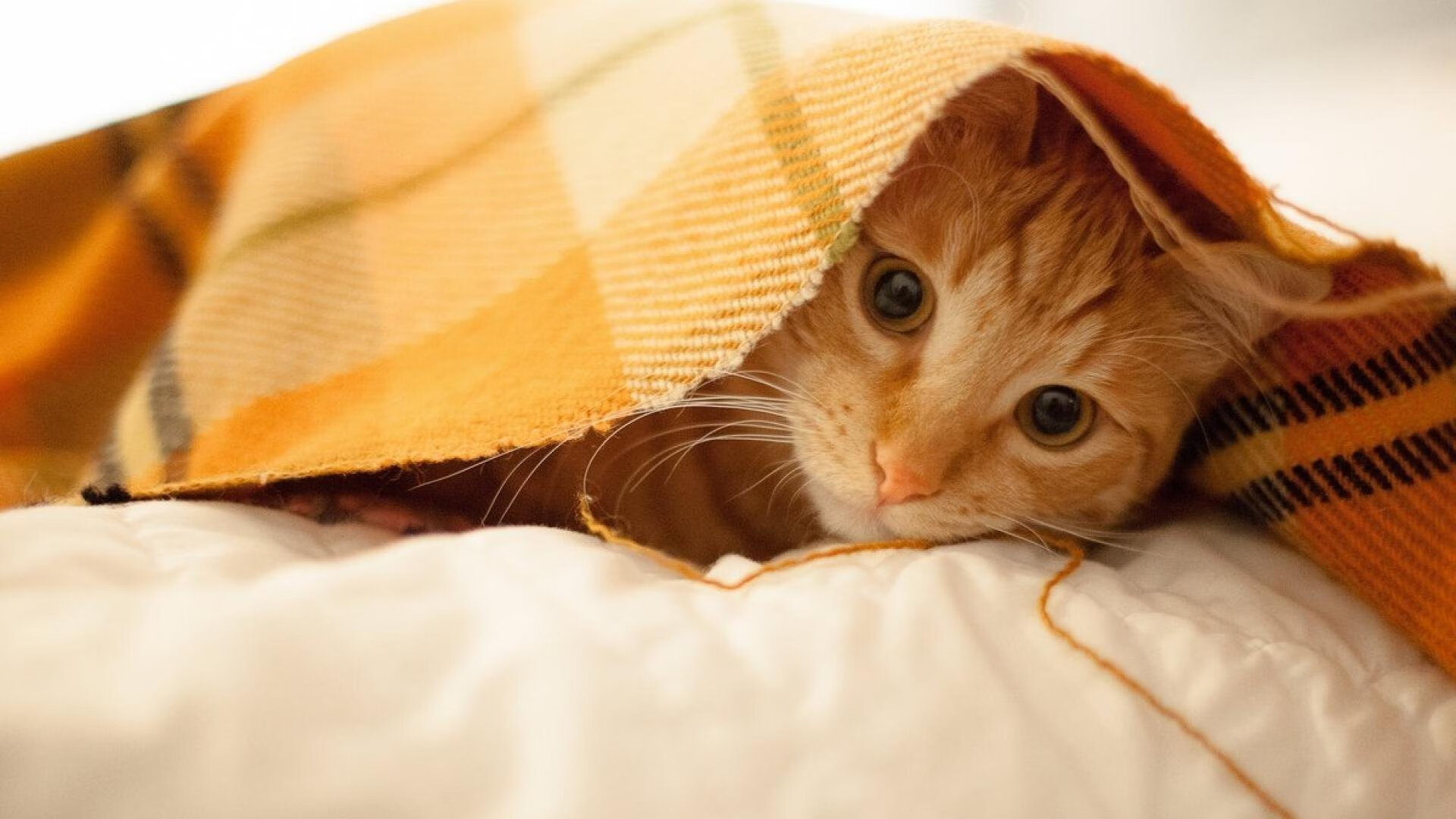 开云体育在线-波兰制造，戈麦斯在意甲焦点战中如何接管国际米兰