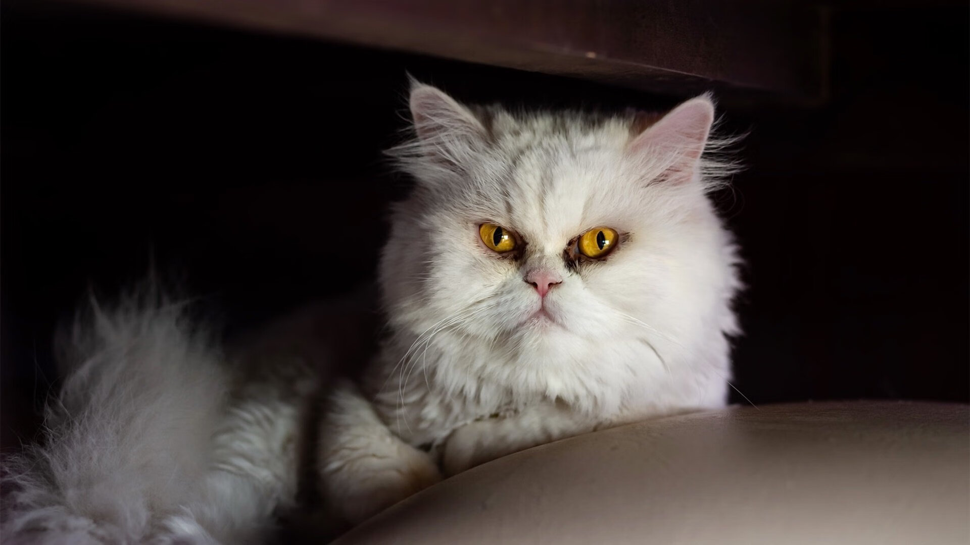 刺破雨幕的光，那个让总冠军天平倾斜的雨夜与克莱的终极证明