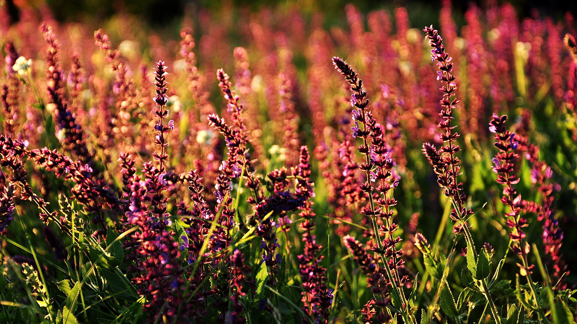 萨卡史诗之夜，NBA总决赛史上最耀眼的个人表演