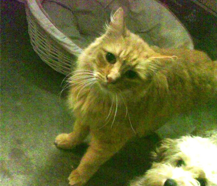 克罗地亚式控场哲学与利物浦的节奏引擎—当法比尼奥数据成为统治力坐标