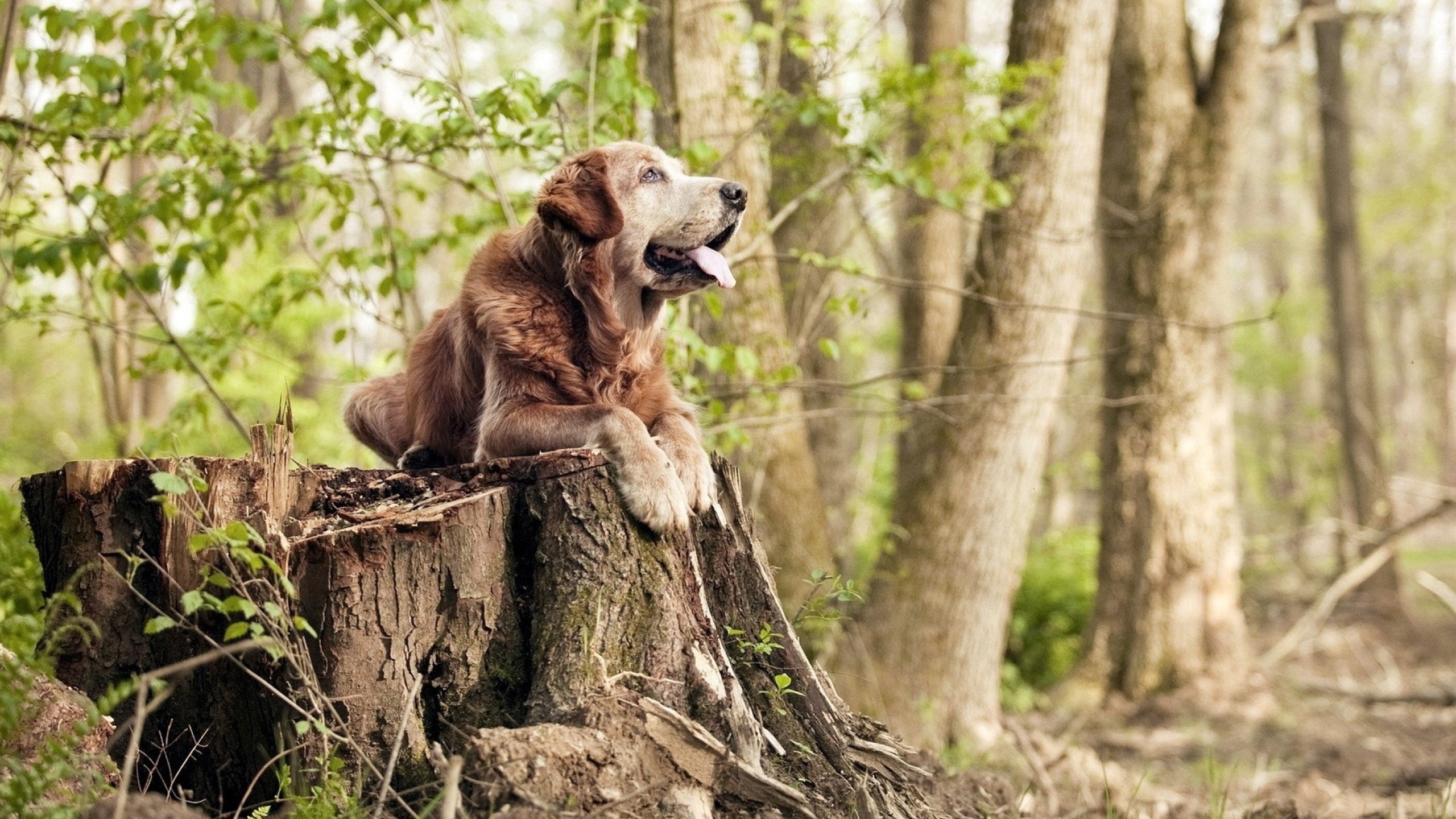 开云体育登录-南美探戈击败英伦红龙，迪亚斯用实力打破质疑，照亮哥伦比亚进攻之路