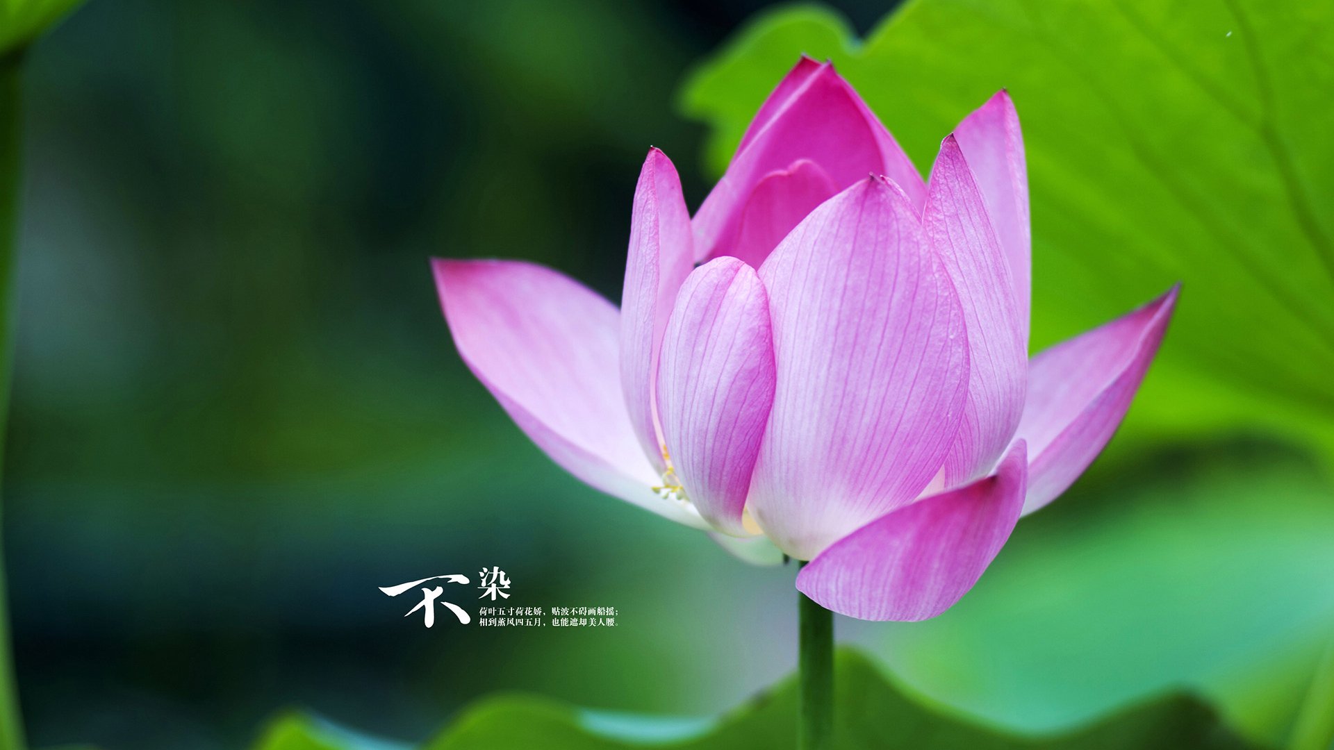 冰与火的唯一剧本,当北欧神话撞上西班牙革命,加维在2026年用嗓子眼里的鲜血改写了历史