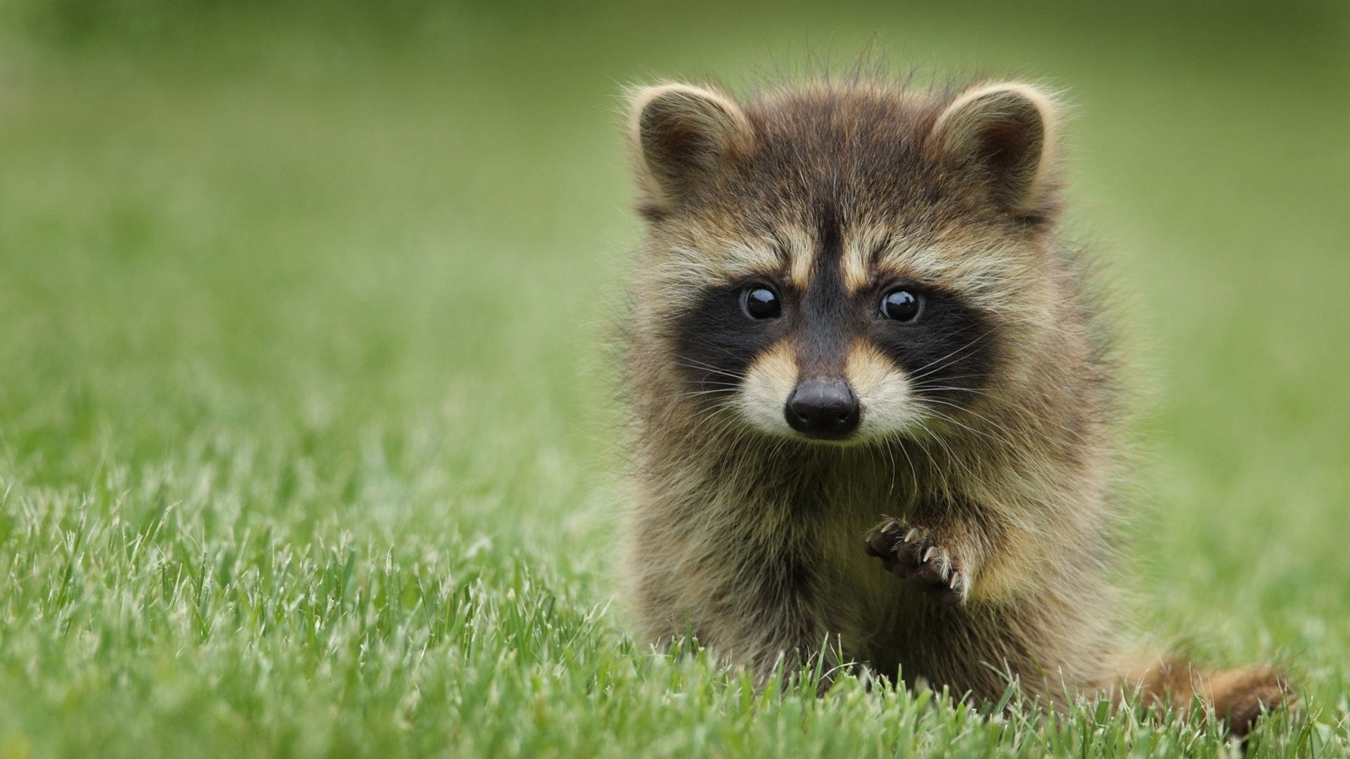 开云体育平台APP-绝地逆转！乌拉圭2-1伊拉克，费利克斯独造两球引领F组焦点战
